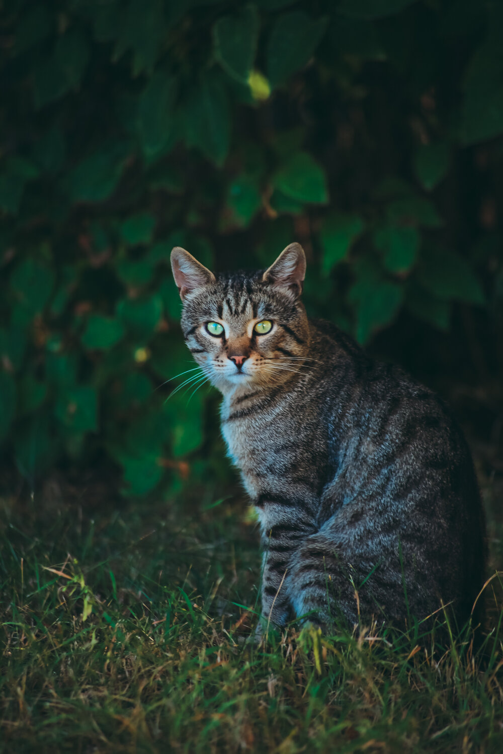 серый полосатый кот, кот, кот серый, коричневая полосатая кошка, табби кошка