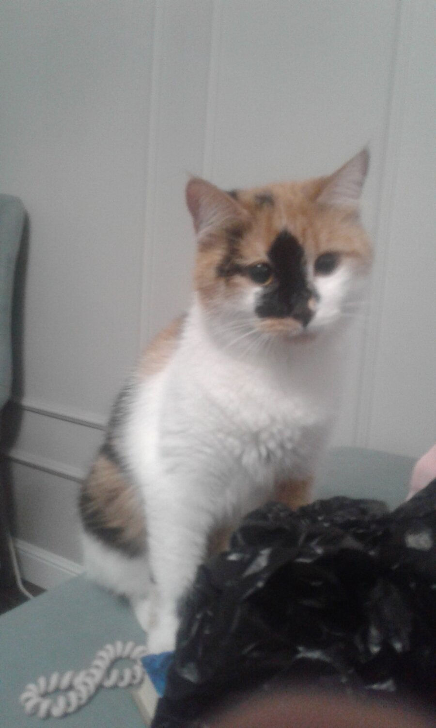 кошка, кот, кошечка, трёхцветная кошка, котик