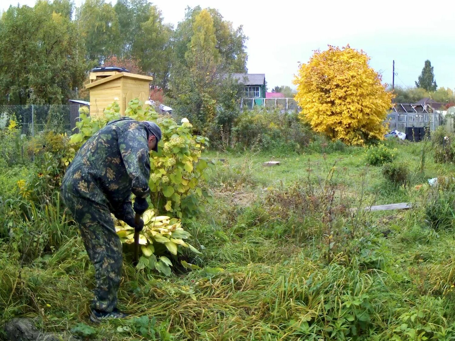 природа, растения, садоводство в лен обл, в лес, благоустройство дачного участка