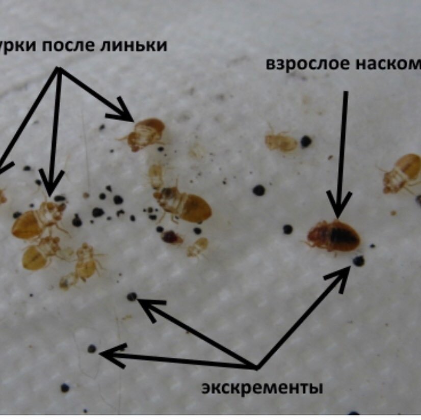 экскременты постельных клопов, клопы постельные фекалии, постельный клоп, домашние клопы, яйца клопов