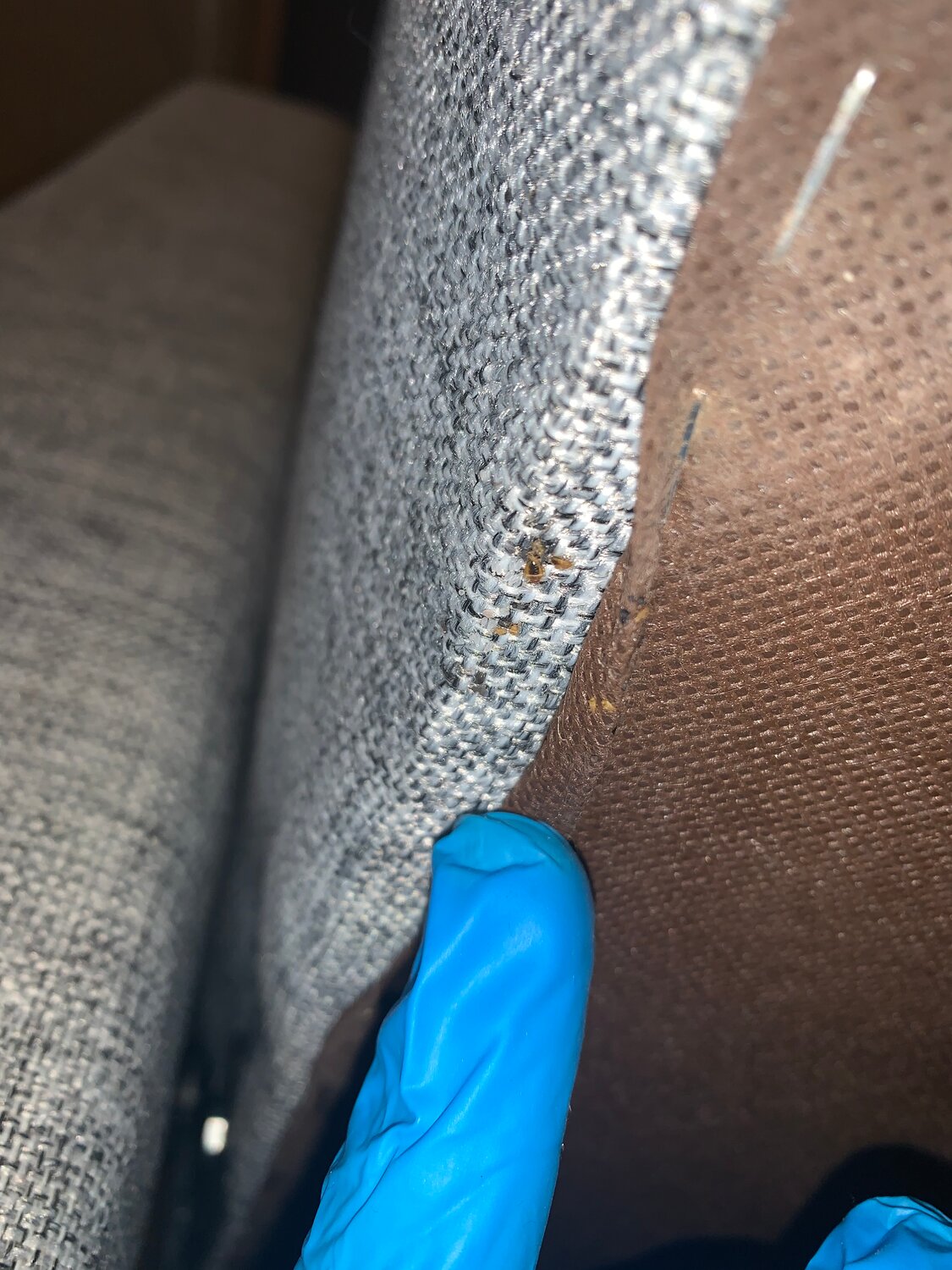 клопы, клопы в доме, клопы диванные, домашние клопы, клоп в диване