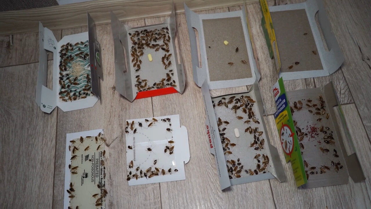 ловушка для тараканов, липкие ловушки для тараканов, ловушки от тараканов, ловушки перехватчики для клопов, тараканы в квартире