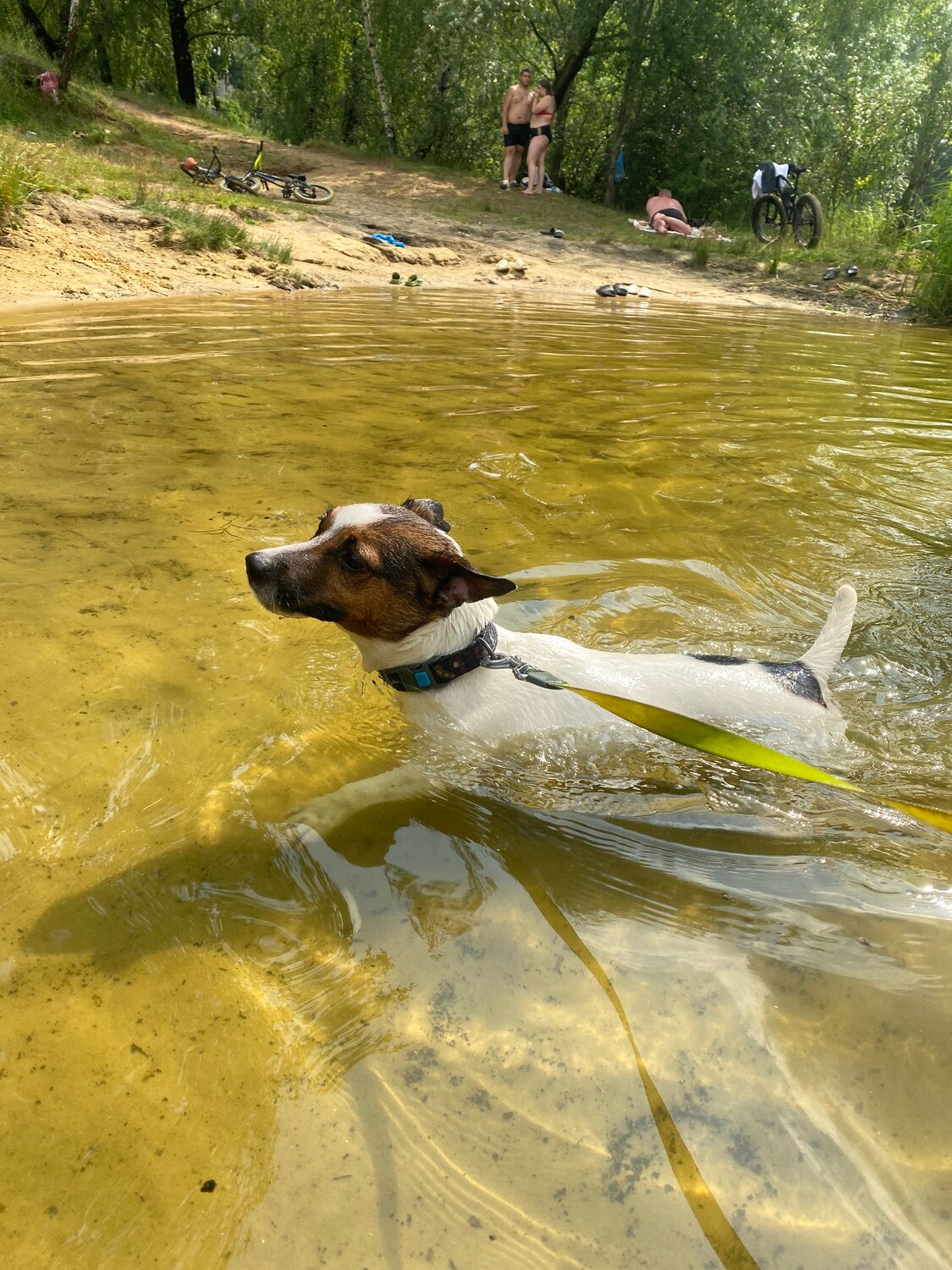 купание в озере, собака джек рассел, собака, джек рассел терьер, собака компаньон