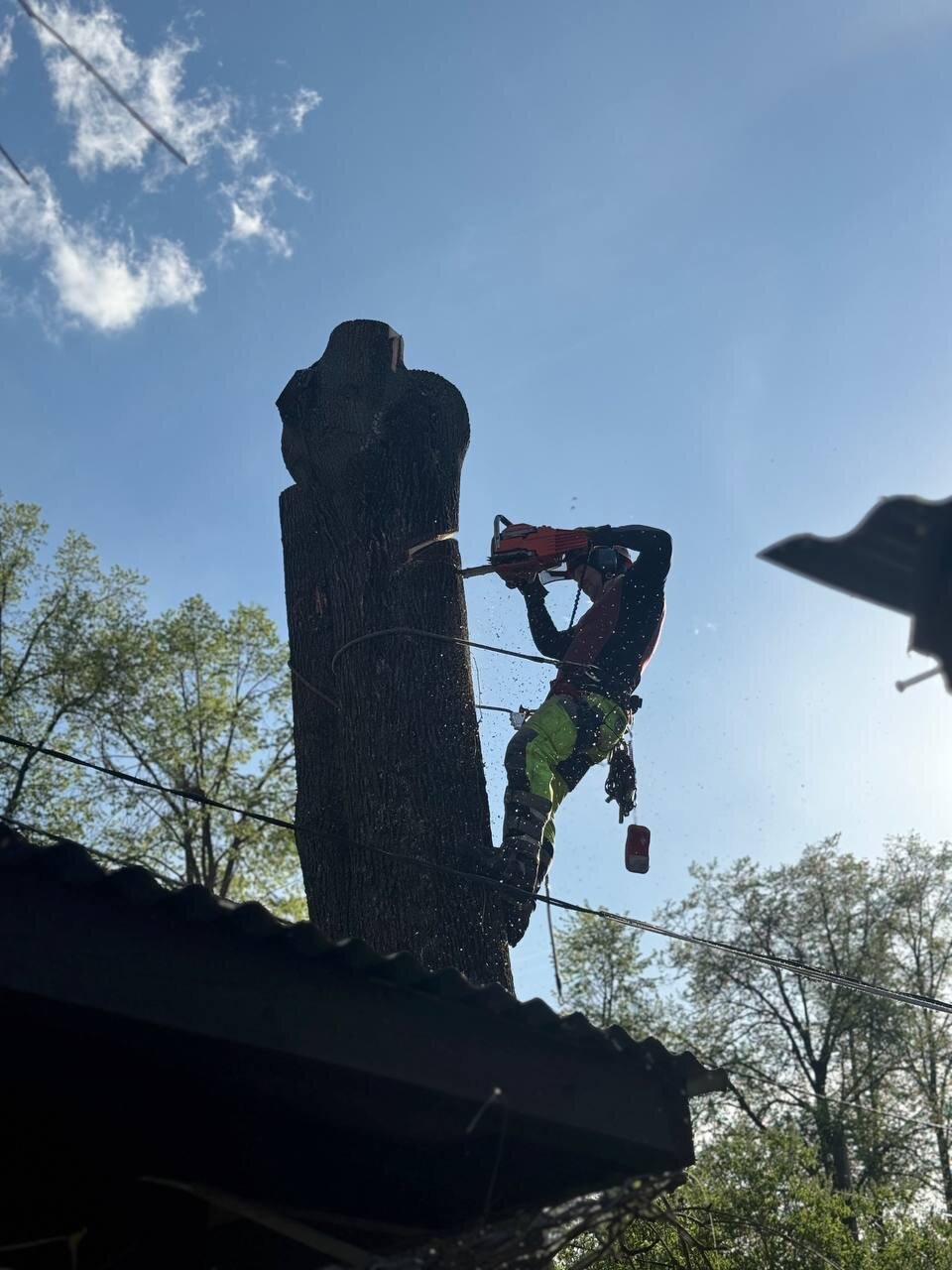 спил дерева, спиливание деревьев, срубить дерево, пилит дерево, кронирование деревьев