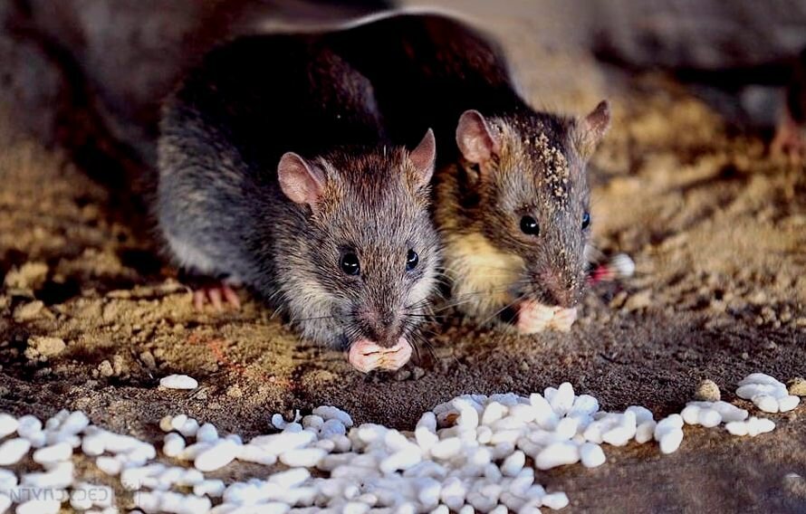 серая крыса пасюк, крыса и мышь, серая крыса, rattus rattus чёрная крыса, разновидности крыс