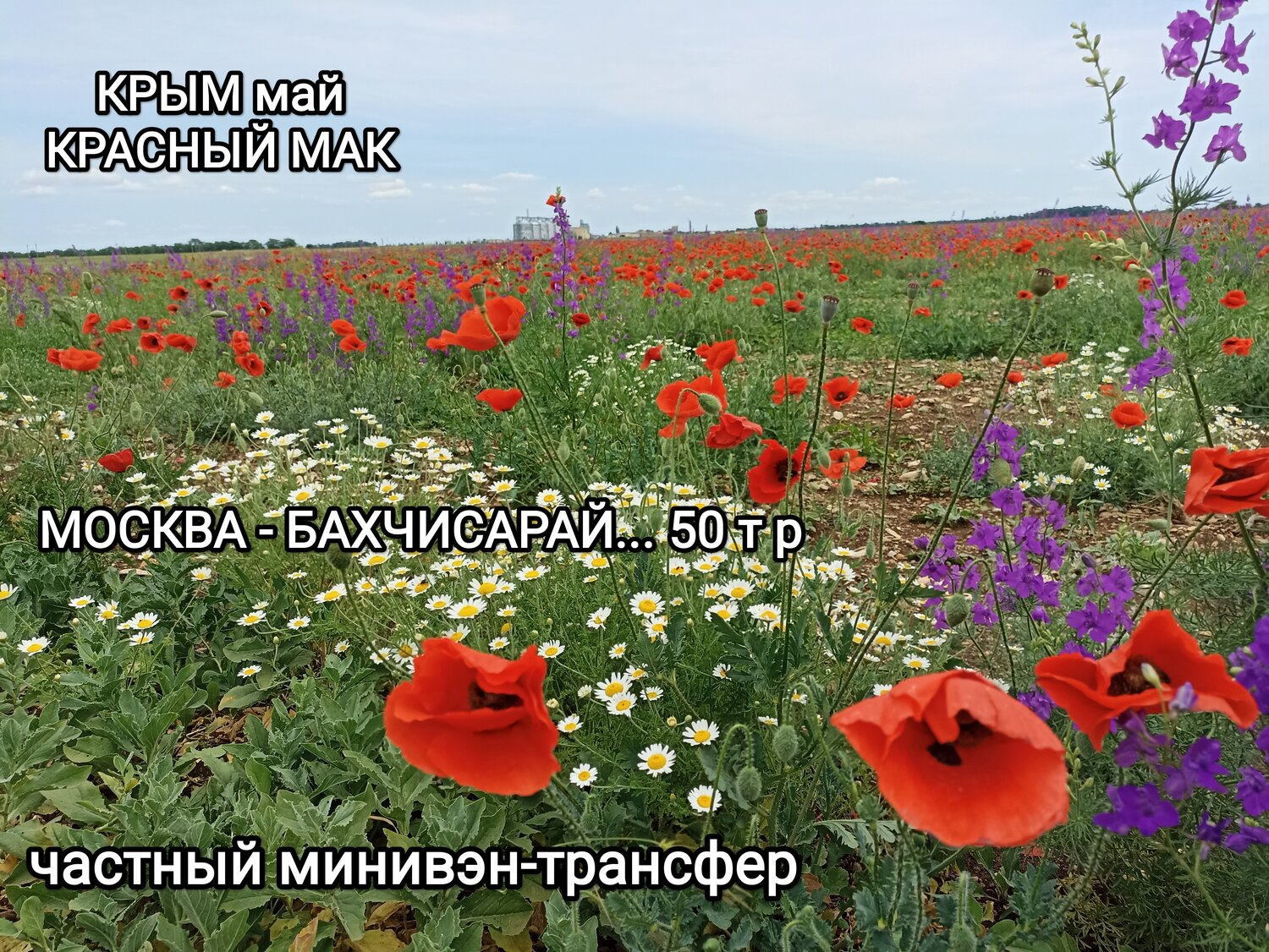 маковое поле крым бахчисарай, маковое поле крым, маковое поле красный мак бахчисарайский район, маковые поля в крыму, маки в крыму