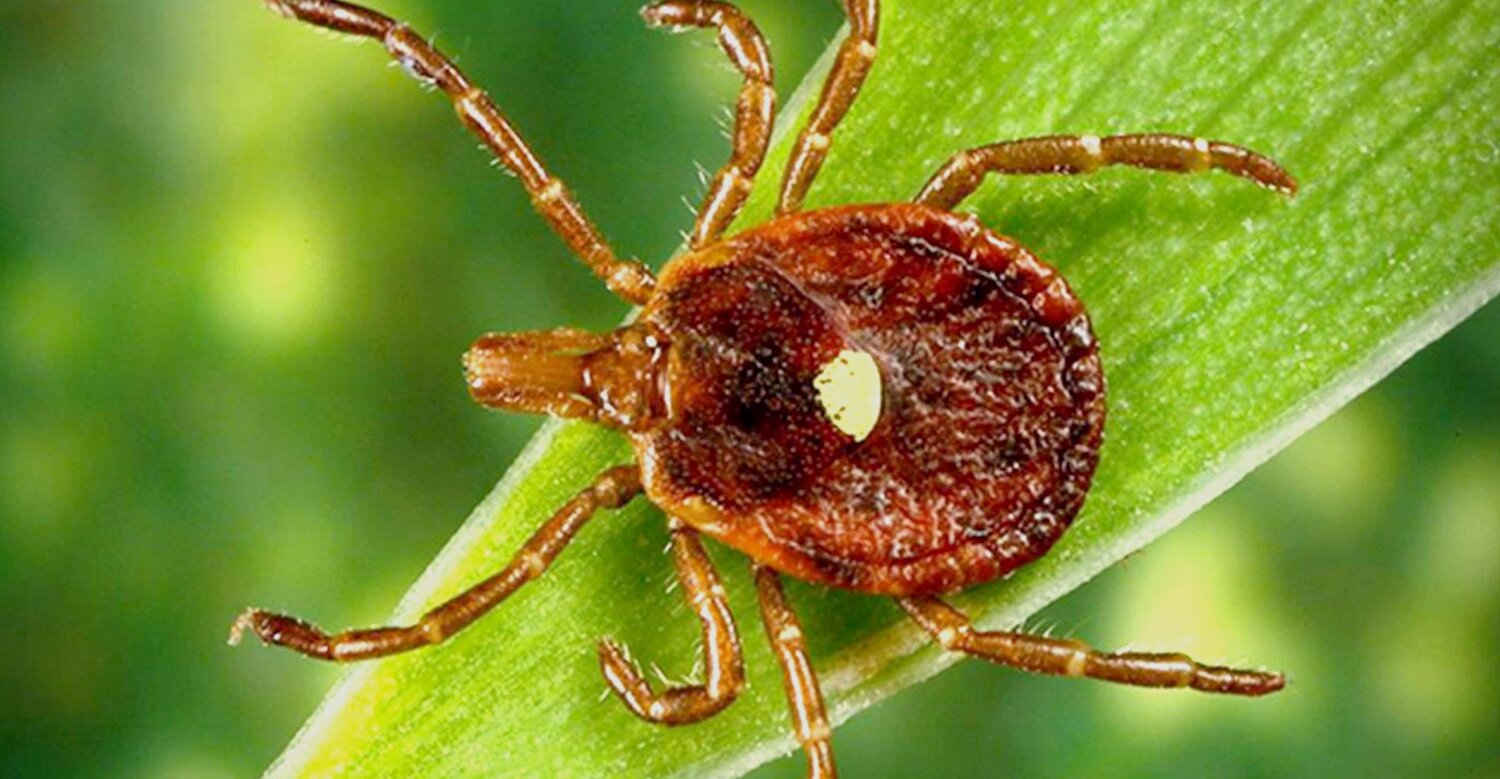 amblyomma americanum, клещ, клещи иксодовые, клещ paratarsotomus macropalpis, клещи животные