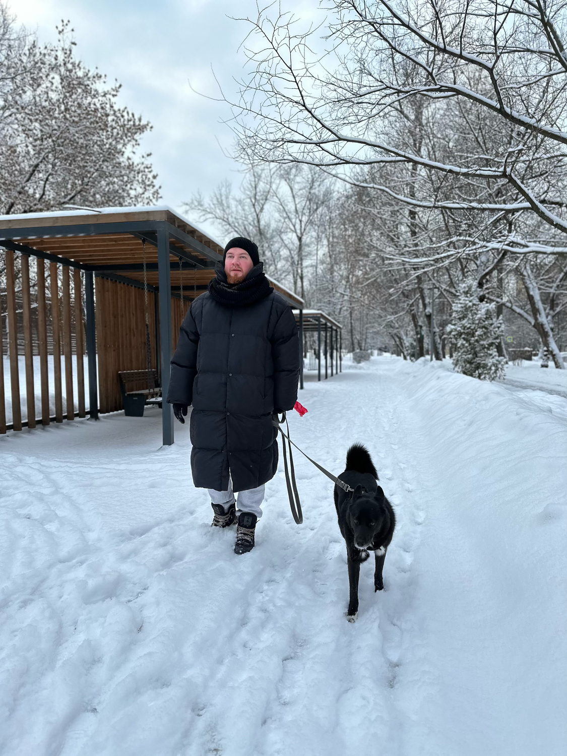 собака, собака зима, гуляет с собакой, бездомная собака, снег в москве