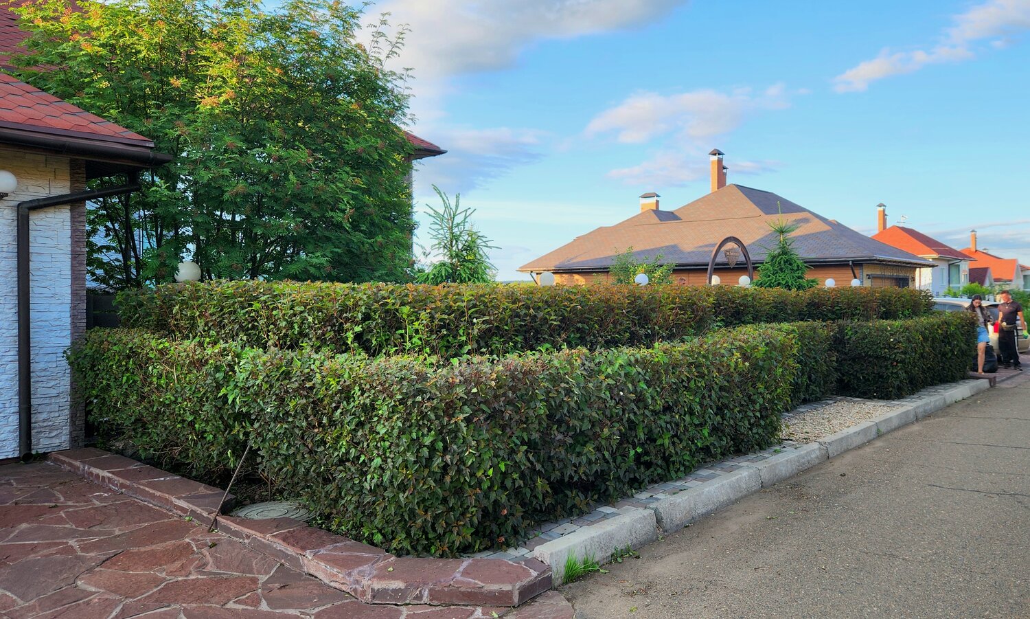 кизильник живая изгородь, кизильник блестящий живая изгородь, кизильник блестящий изгородь, кизильник черноплодный изгородь, дерен и туя в живой изгороди