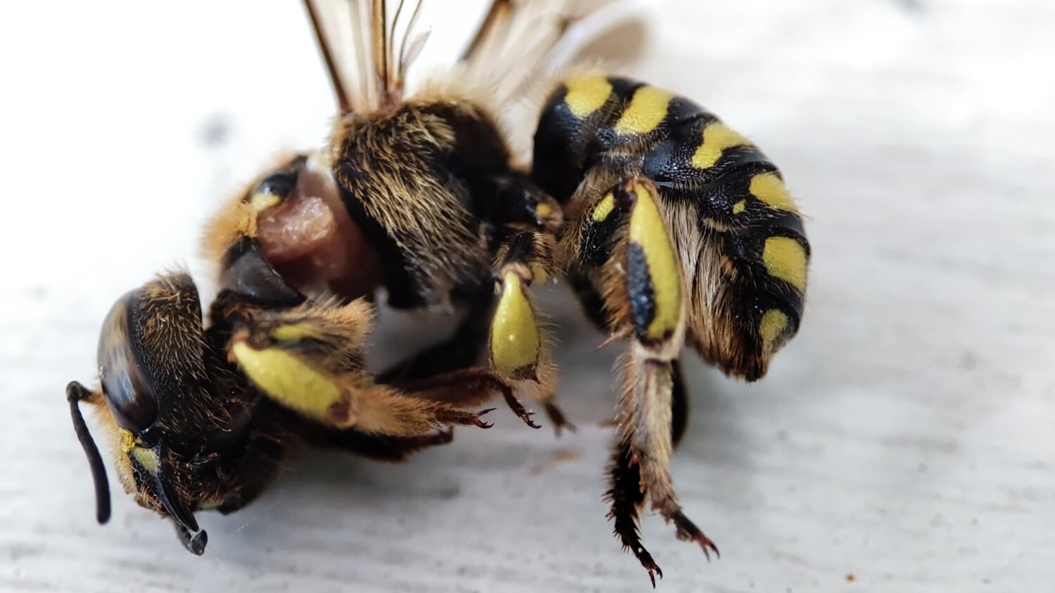 anthidium manicatum, шмель пчела оса шершень, anthidium florentinum, оса шмель пчела, шершень пчела