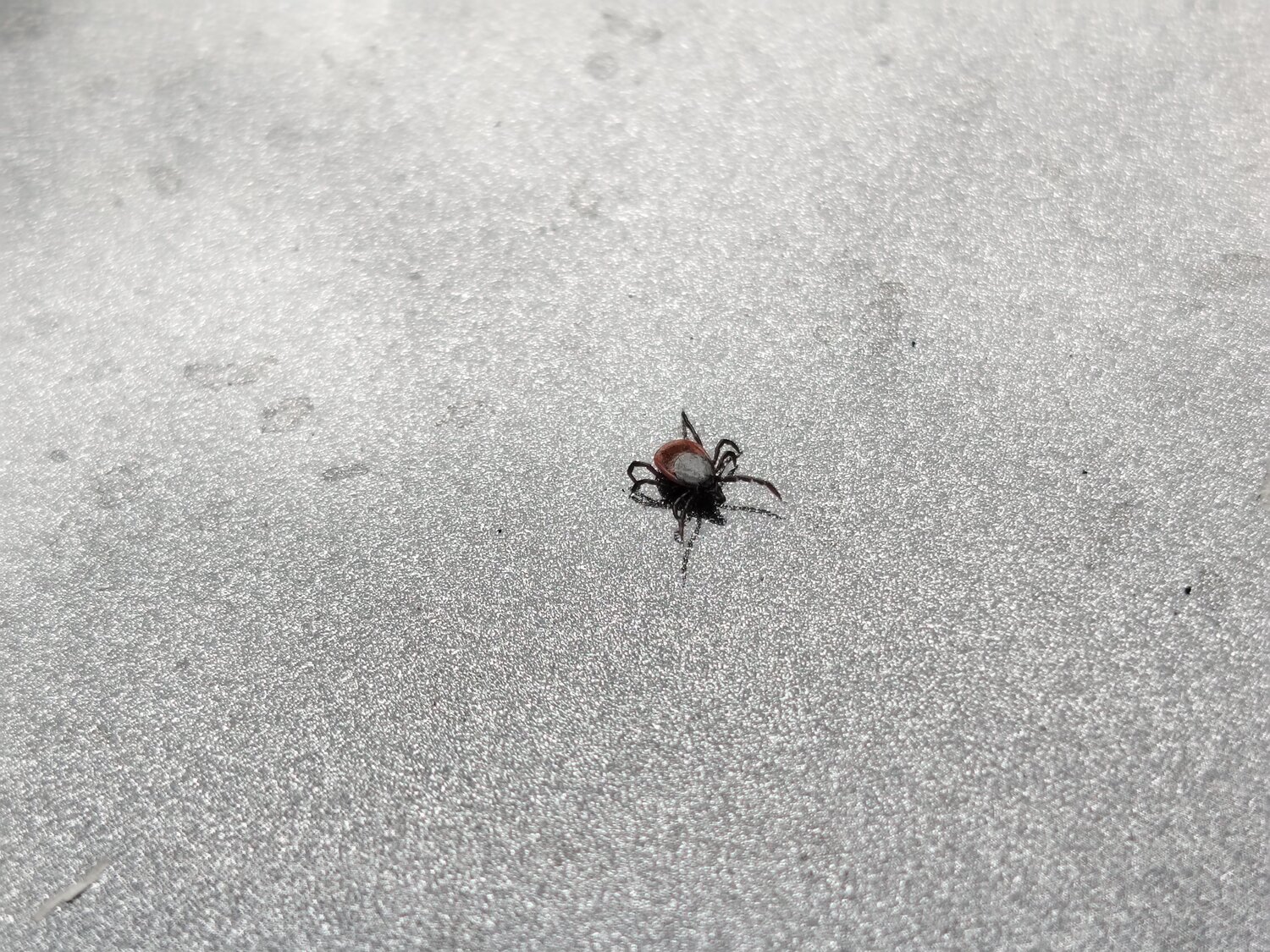 клещ, от клеща, энцефалитные клещи, ixodes ricinus, укуса клеща