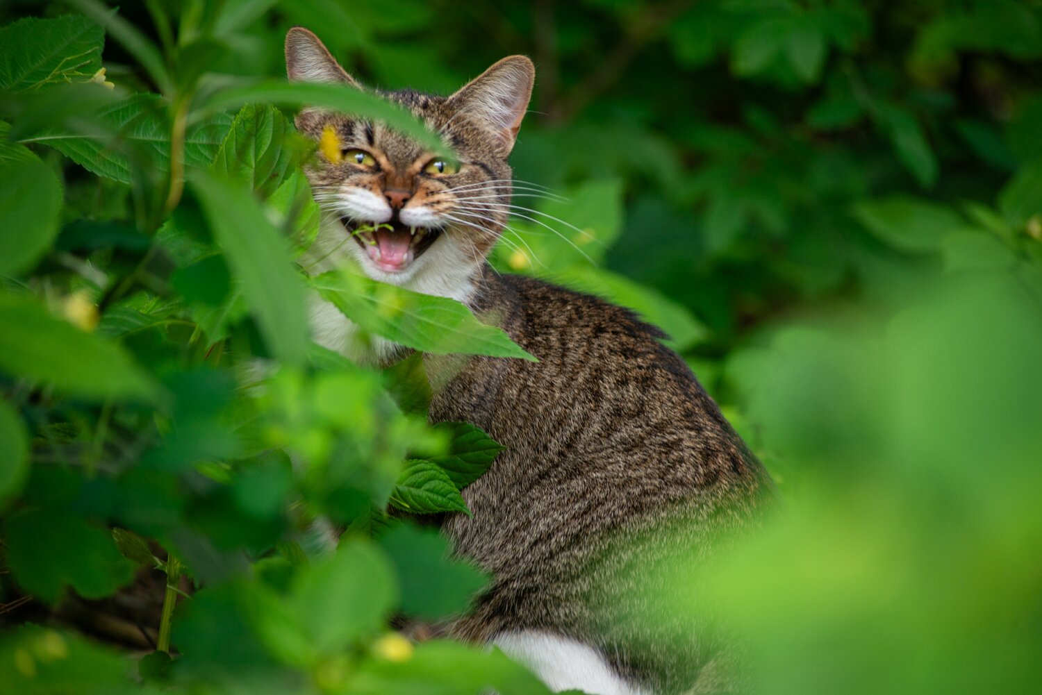 кошка, котик, кошка мяукает, кошачьи морды, кот в кустах