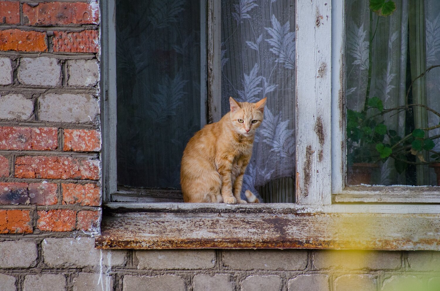 кошка в окошке, кот, котик, кот на окне, рыжие котики