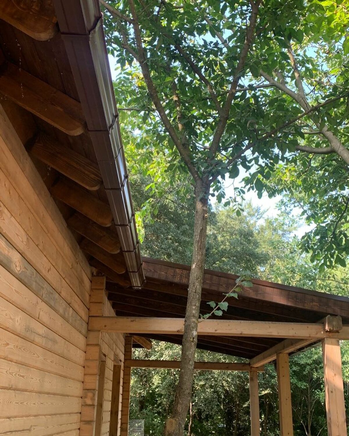 дома на дереве, домики на дереве, valentina guest house абхазия, дом в, здание дом