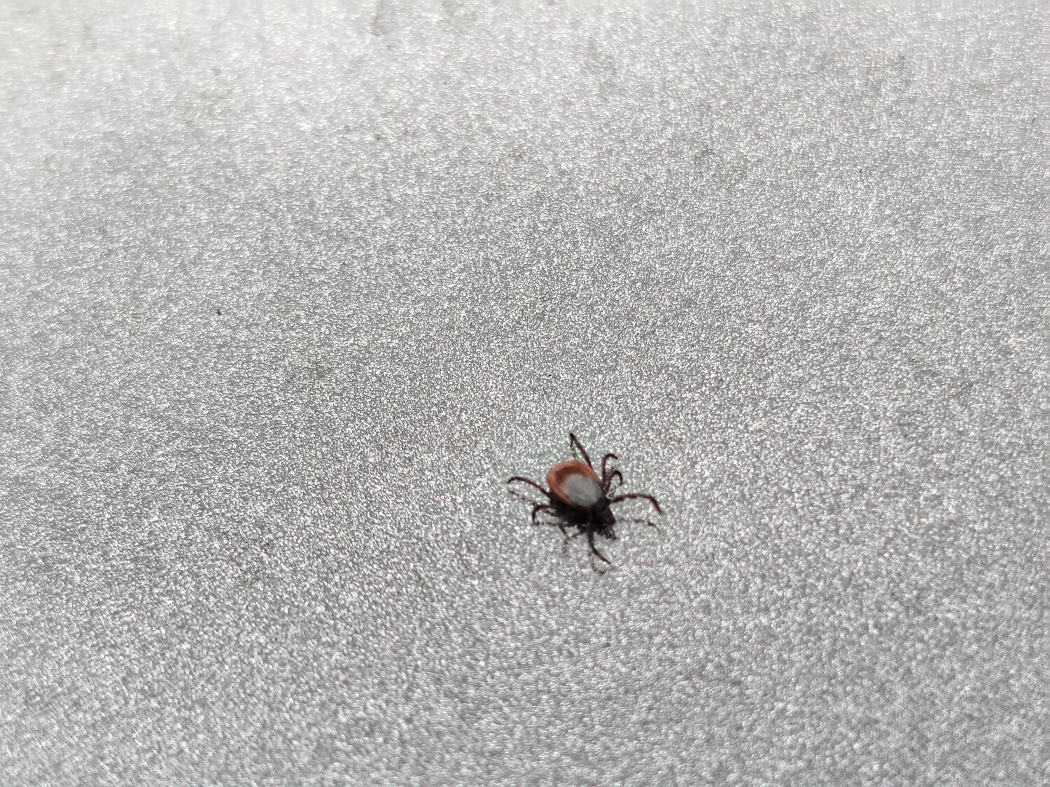 клещ, ixodes ricinus, энцефалитные клещи, иксодовые клещи, энцефалитный клещ