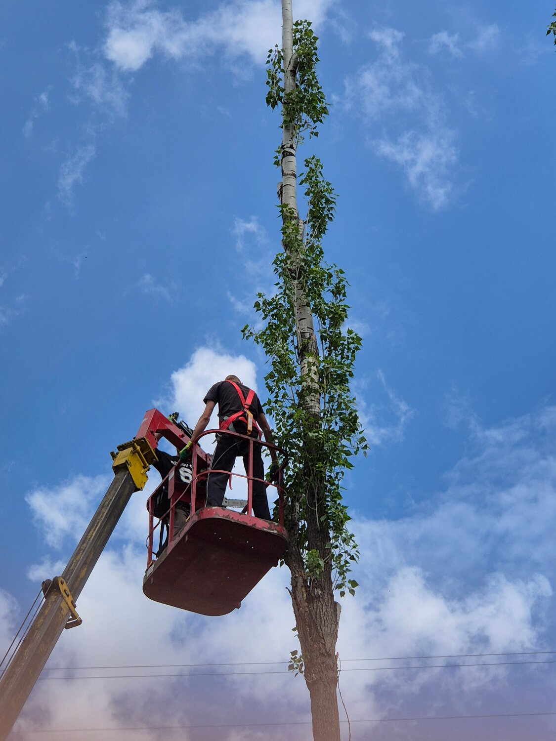 tree pruning, дерево, кронирование деревьев, валка деревьев, спиливание деревьев