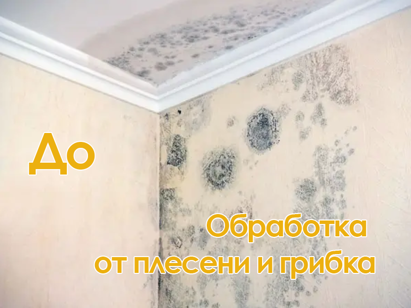 плесень под обоями, грибок на стене под обоями, избавиться от плесени, грибок на стенах, грибок на стенах в квартире