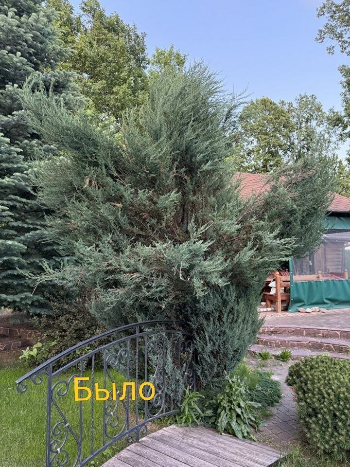 можжевельник скальный блю эрроу, можжевельник скальный блю, можжевельник скальный скайрокет, можжевельник скальный, можжевельник скальный блю арроу