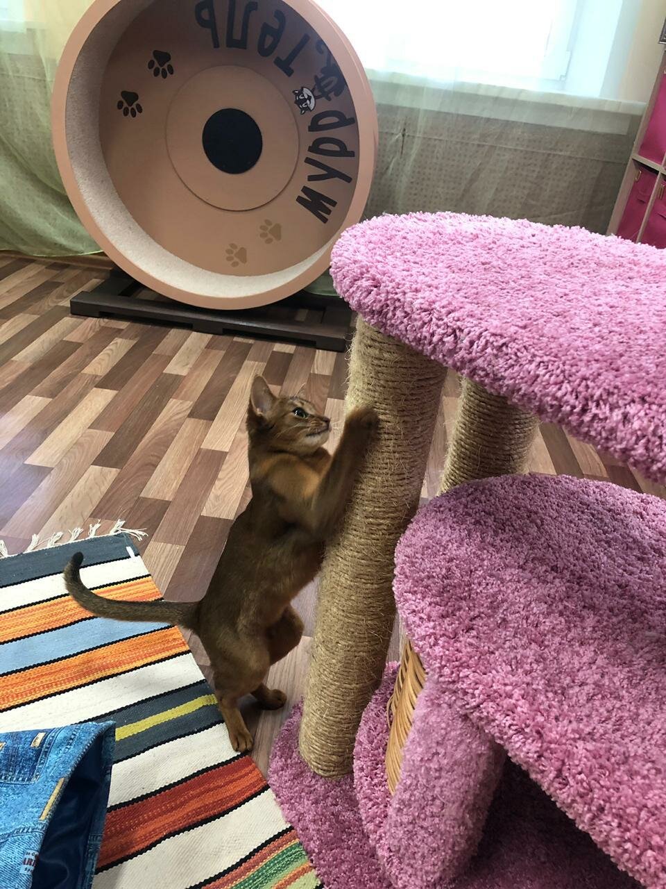 абиссинская кошка, кошка, кот, животное, кошечка
