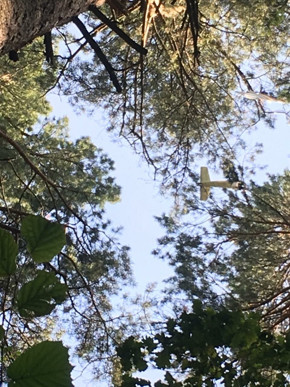 природа, лес, древесные растения, растения, смешанный лес