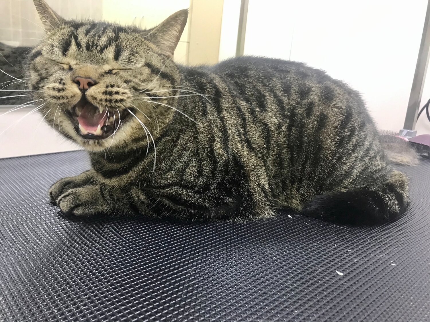 кот, кошка, котэ, котик, кошечка