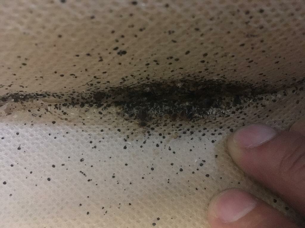 диванные клопы, постельные клопы, яйца клопов, клопов, клопы рой