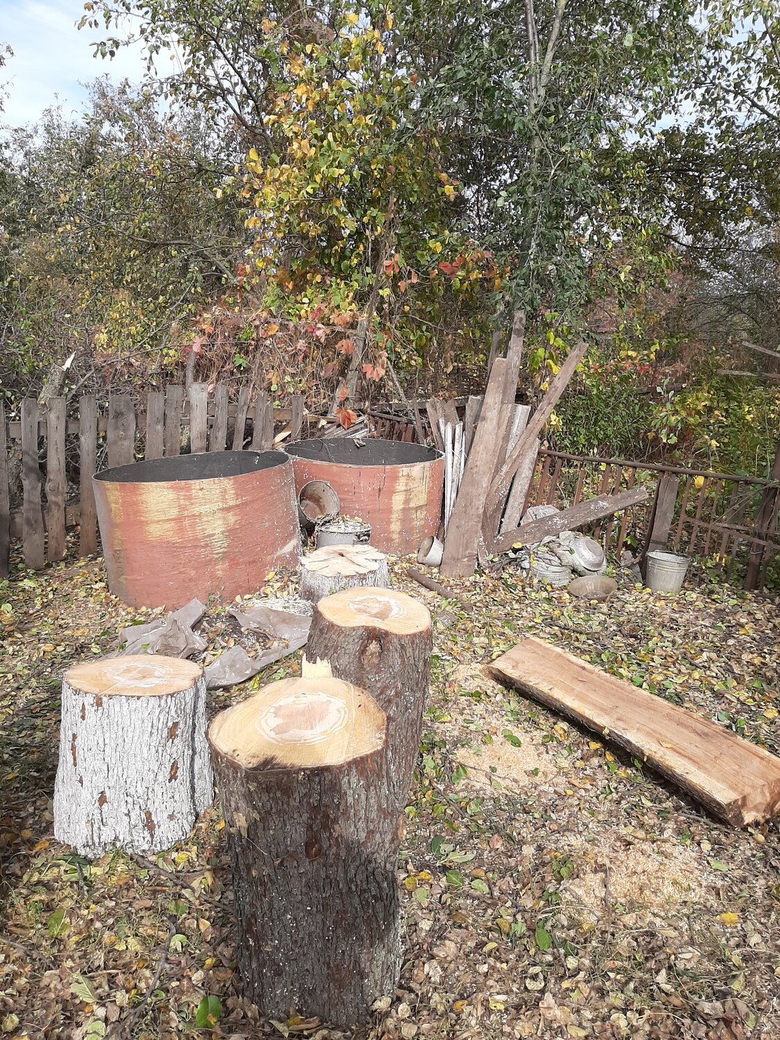 природа, вешенка на пеньках, пень осины, пень для колки дров, обрубленное дерево