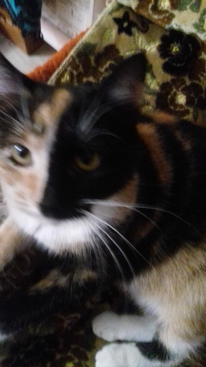 трёхцветная кошка, кошечка, кошка, кот, котэ