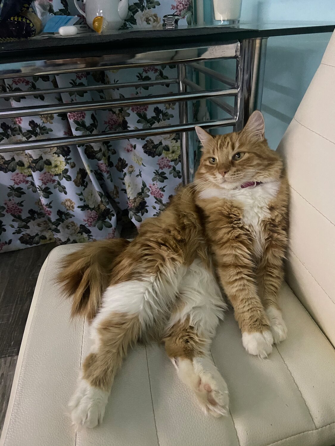 кот, кошка, домашние коты, кошечка, котэ