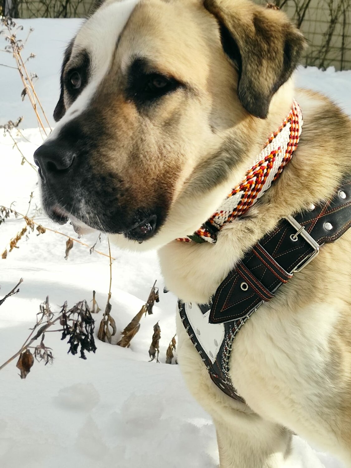 среднеазиатская овчарка алабай, среднеазиатская овчарка, алабай, порода алабай, собака алабай