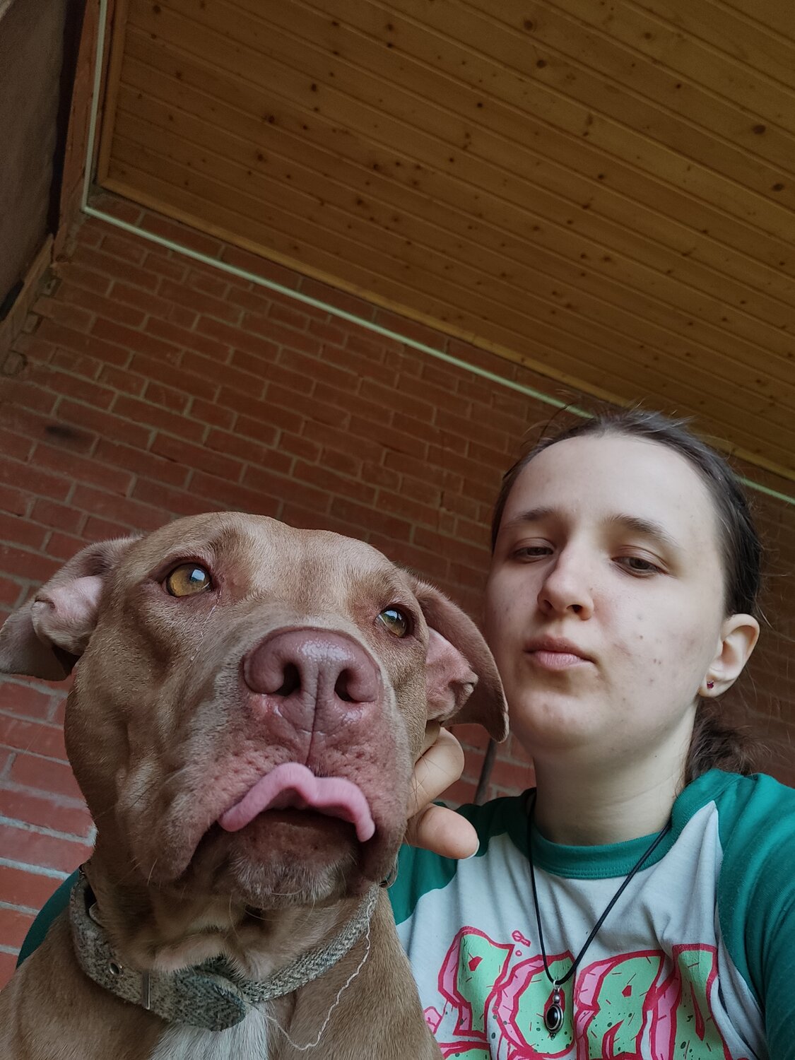 американский питбультерьер, питбультерьер собака, американский питбуль, стаффордширский питбультерьер, питбультерьер