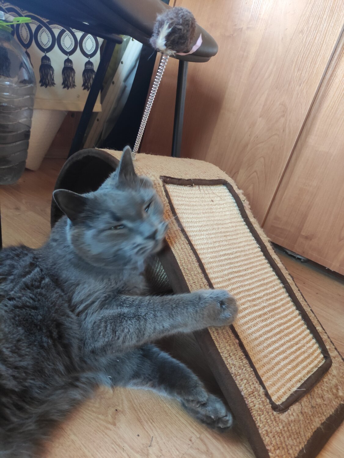 кошка, кошечка, домашние животные, животные, кот ходит по пятам