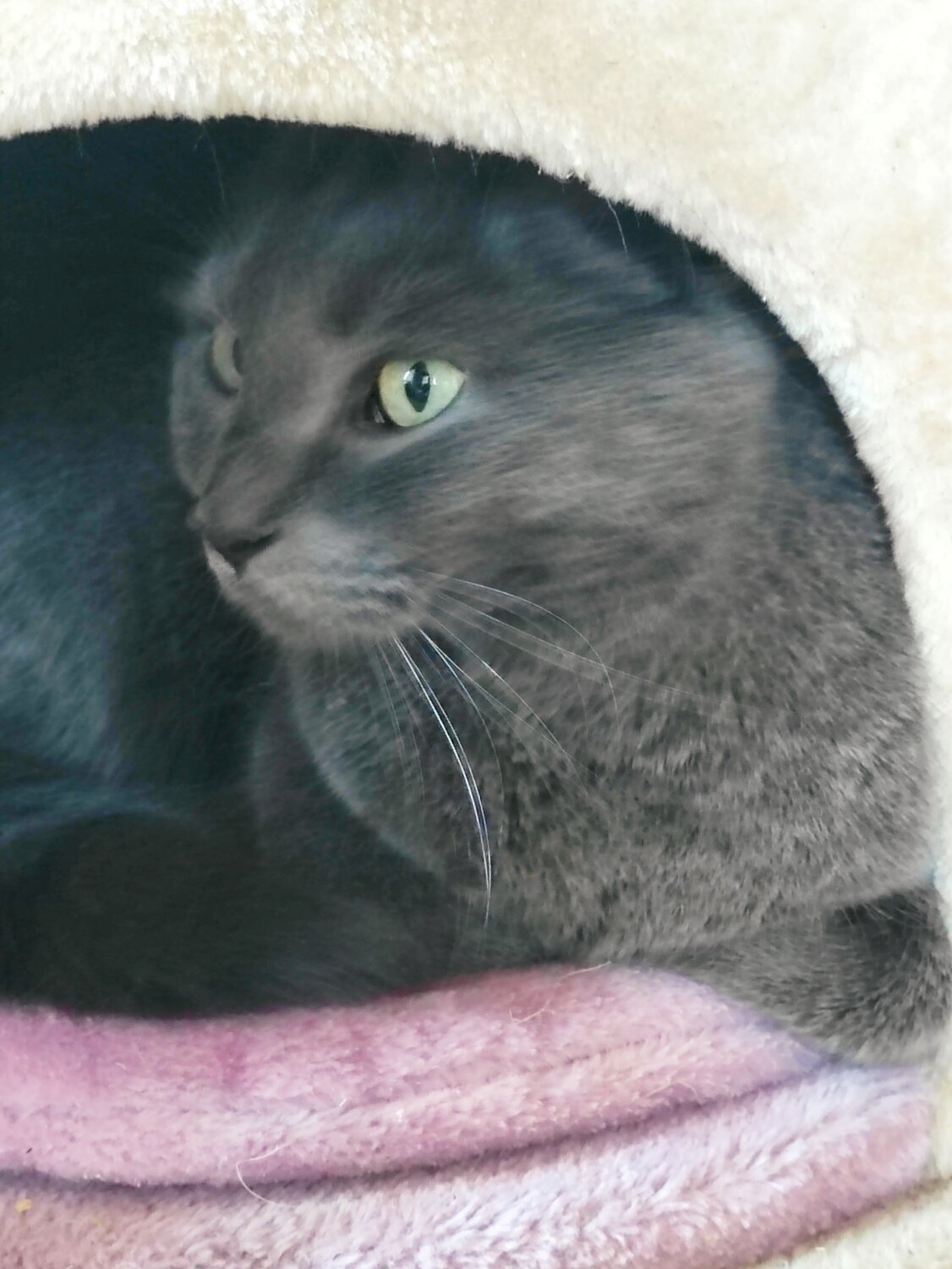 кот серый, русская голубая кошка, кошка, серая кошка, кот