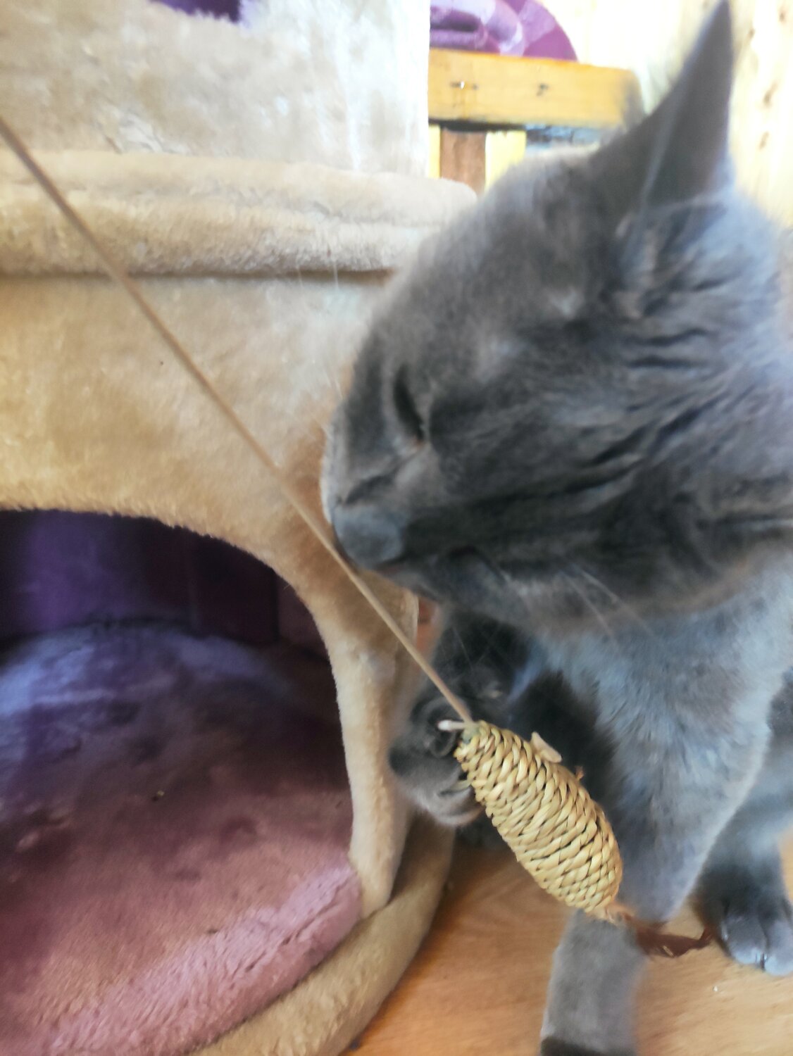 кошки, кот, кошечка, шотландская кошка, котики