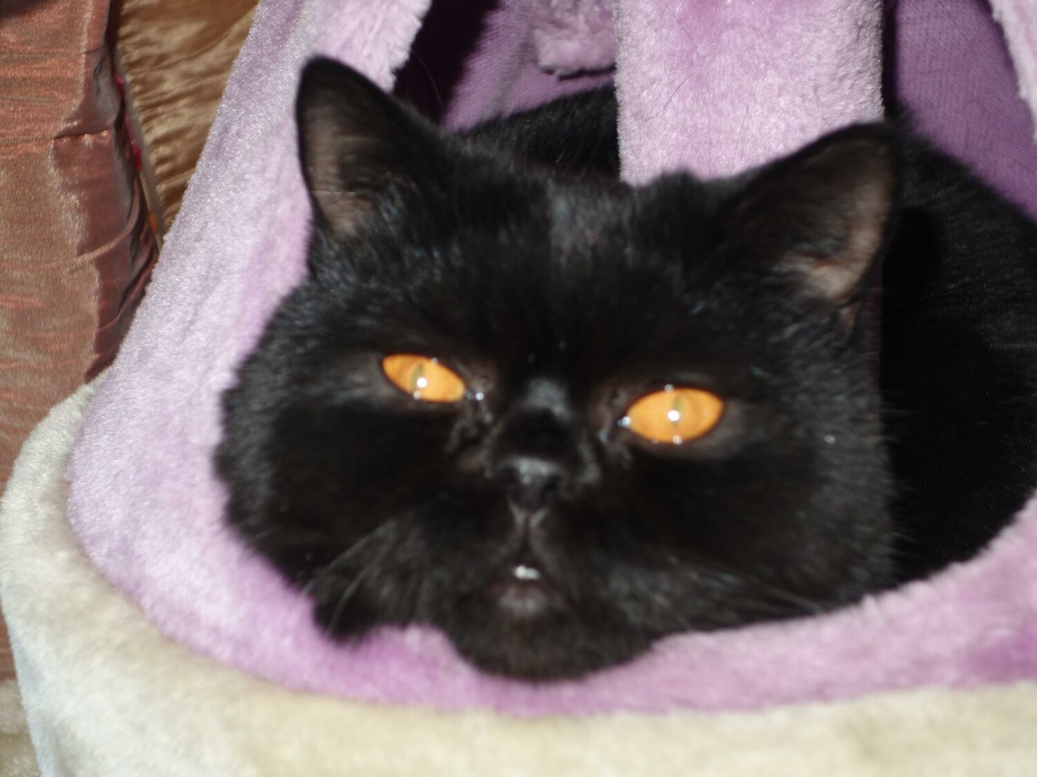 экзот черный, кот экзот черный, экзот кошка черная, экзотическая кошка черная, кот породы экзот черный