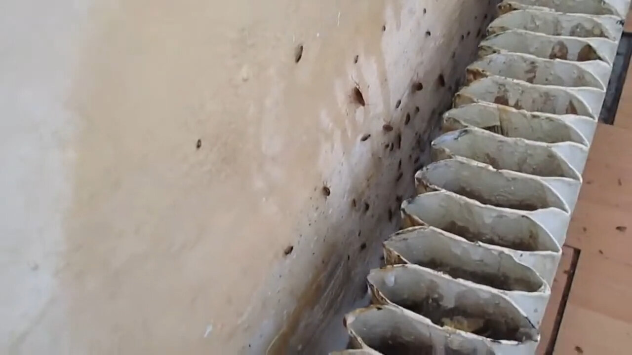 уничтожение клопов, нашествие клопов 2022, обработка от тараканов, уничтожение, клопы в квартире