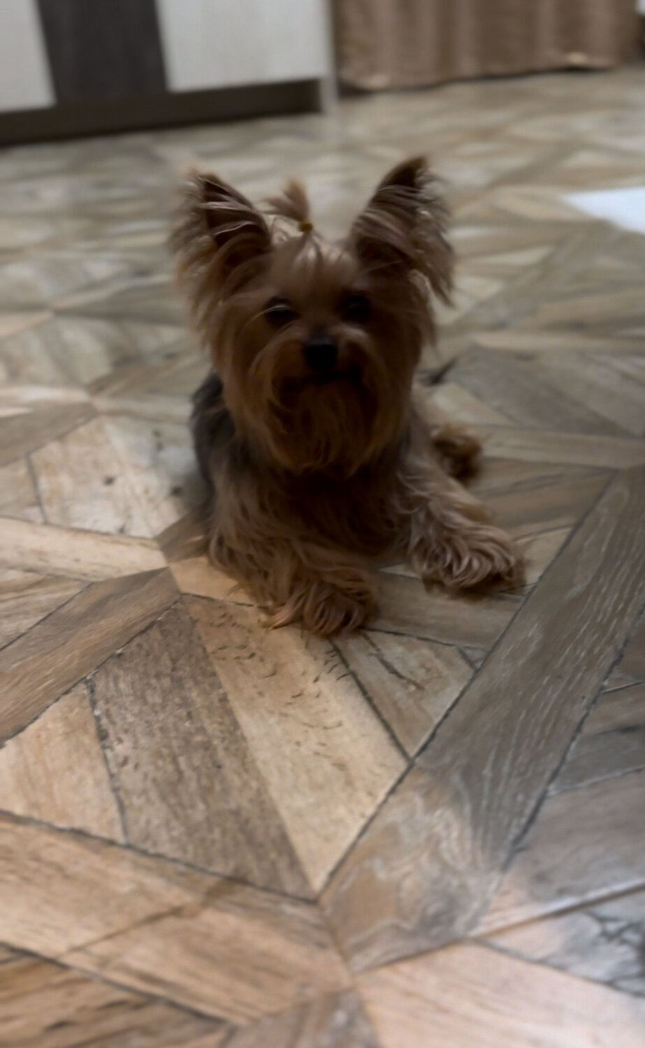 йоркширский терьер, собака йоркширский терьер, чистокровный йоркширский терьер, щенки йоркширский терьер, йорк