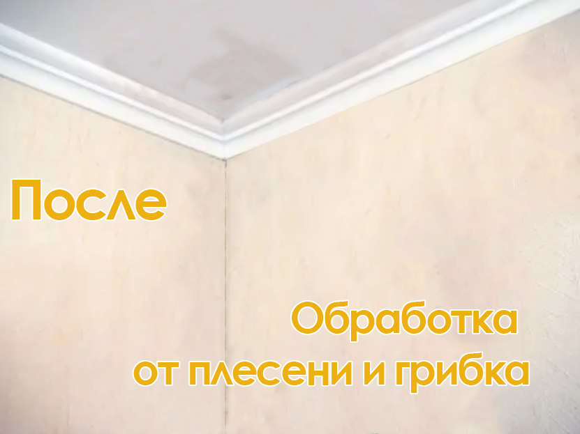 обработка от плесени, избавиться от плесени, от плесени на стенах, потолочные плинтуса, потолка