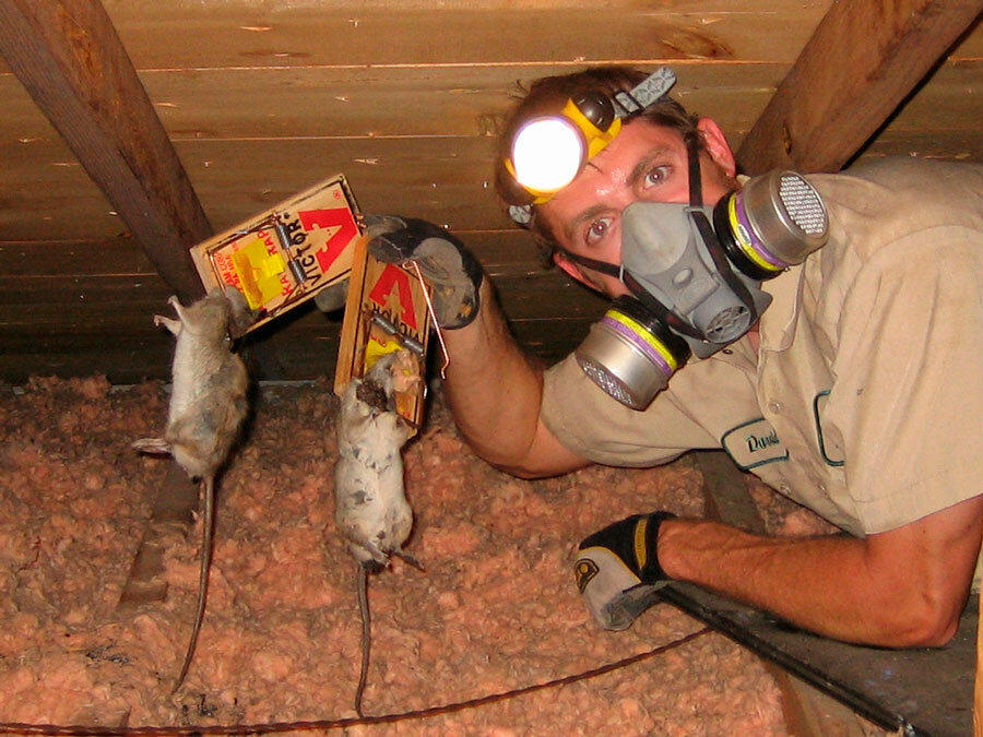 крысы в сарае, на чердаке, крыса в щели, pest control kill all rats, дератизация