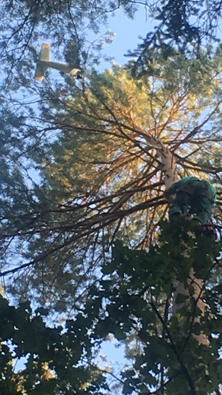 природа, сосны вверх, сосна, tree, лес