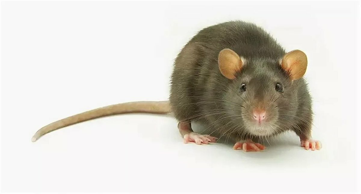 серая крыса, крыса, крыса без фона, mouse, мышь сидит