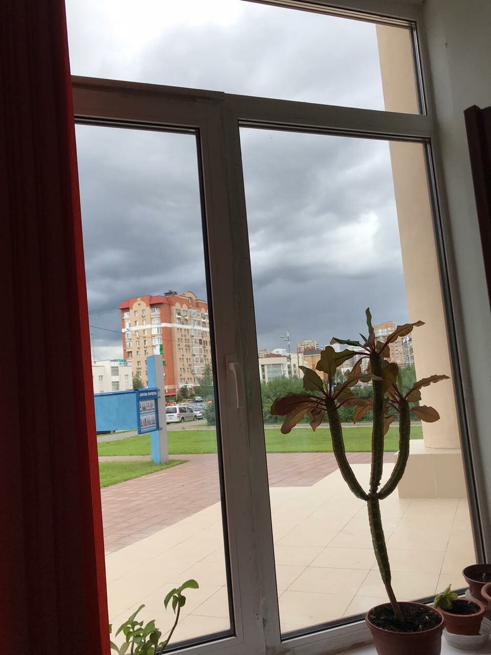окон, пластиковое окно, комнатные растения, растение, растения
