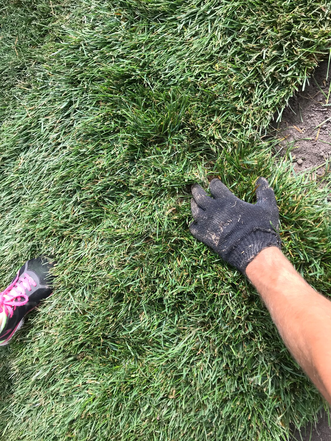 газон, растения, природа, трава, grass lawn