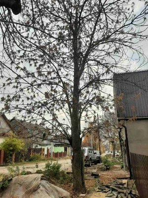 дерева, улица, в деревне, здание, дом