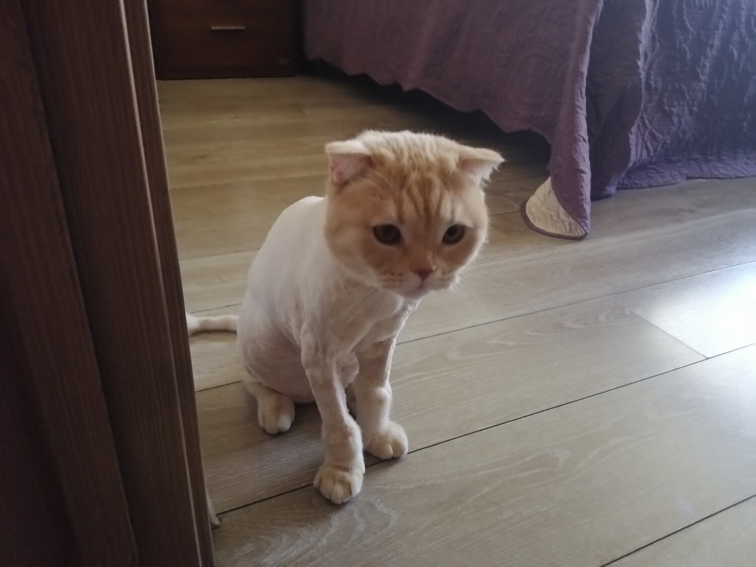 кошка, кот, котик, домашние животные, шотландская вислоухая кошка