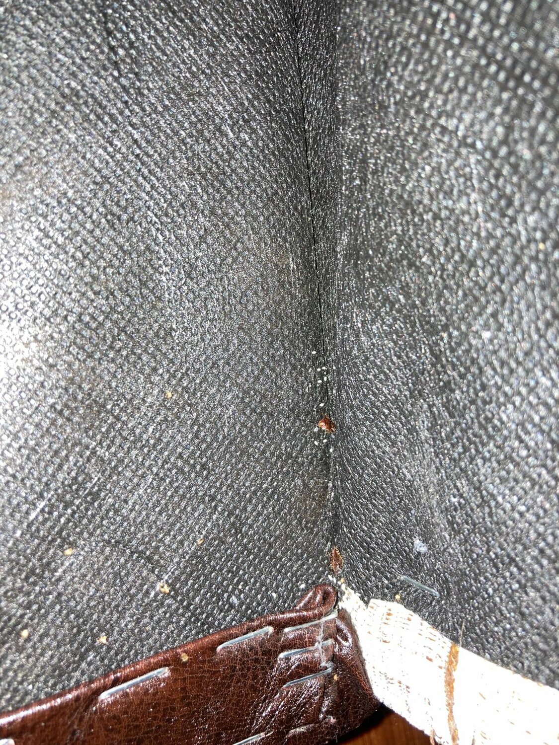 клопы в диване, постельные клопы, диванные клопы, личинки клопов в диване, постельный клоп гнездо