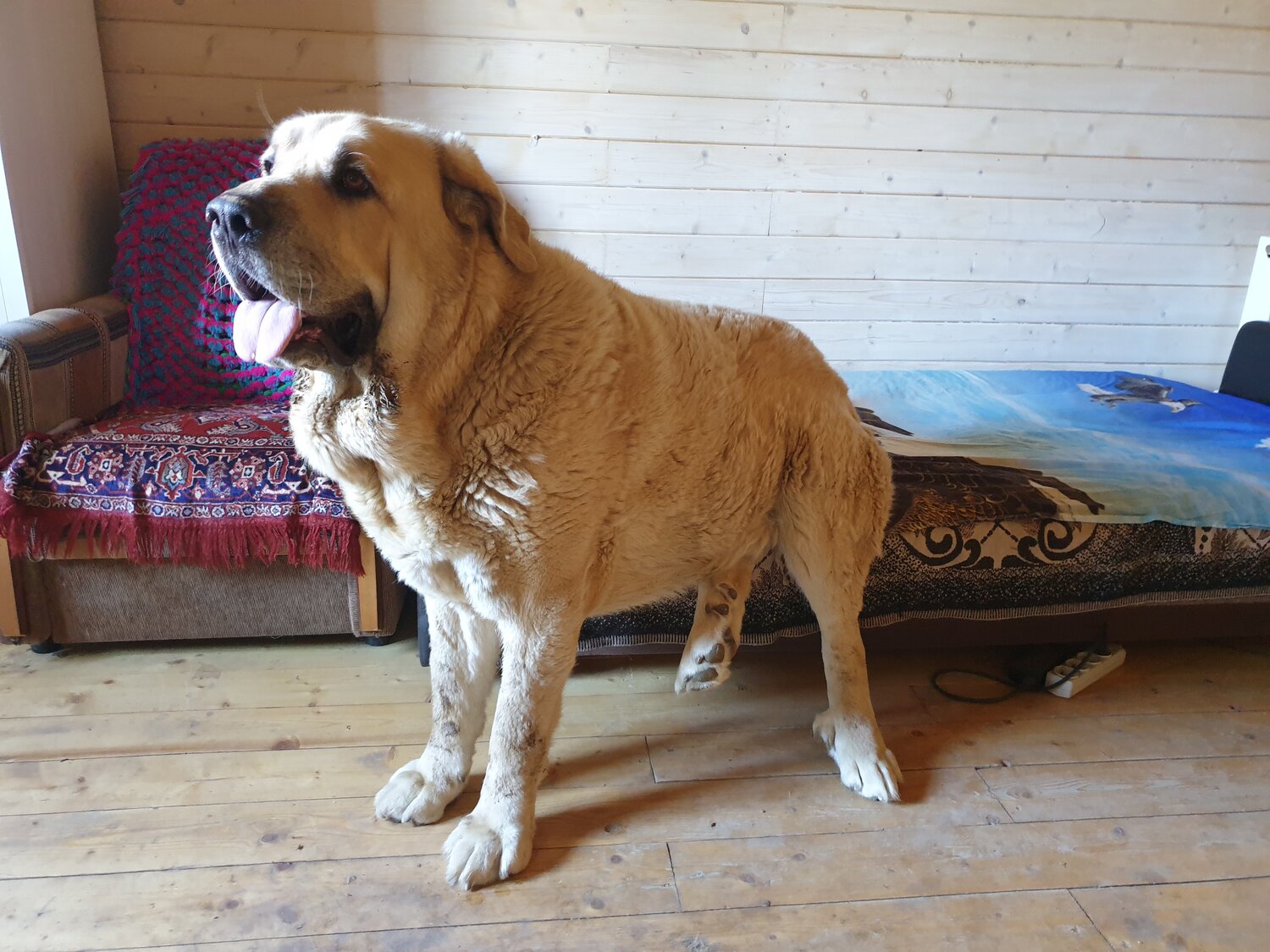 среднеазиатская овчарка, сторожевая среднеазиатская овчарка, среднеазиатская овчарка карагуш, среднеазиатская овчарка кибир, сенбернар