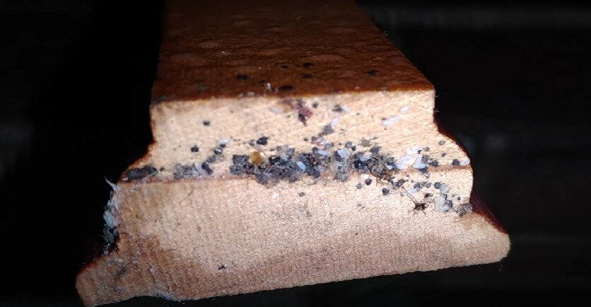 клопы, клопы домашние, клопы в квартире, клопы в диване, следы от постельных клопов