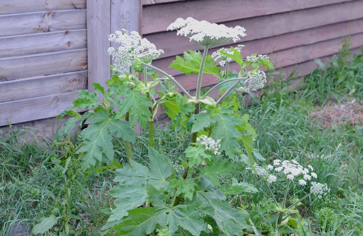борщевика сосновского, heracleum sosnowskyi manden. – борщевик сосновского, борщевик мантегацци heracleum mantegazzianum, борщевик сосновского ядовитое растение, борщевик в нижнем новгороде