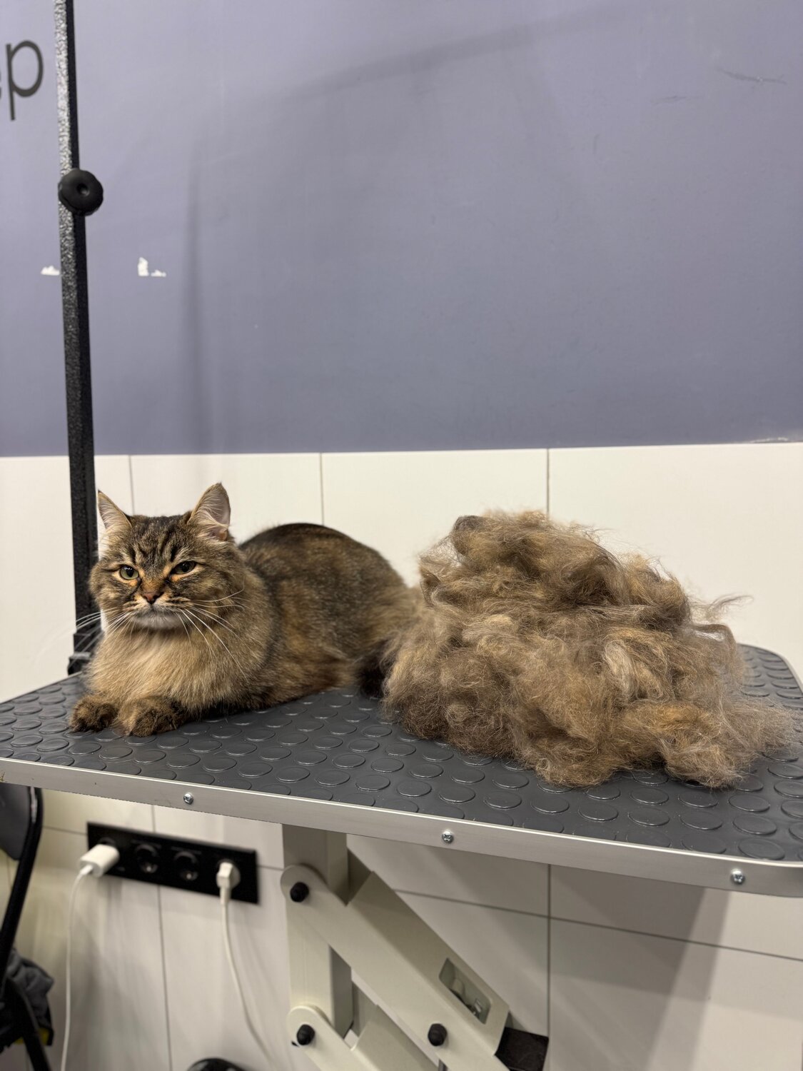 экспресс линька для кошек, кот, стрижка кошек, котик, подстриженная кошка
